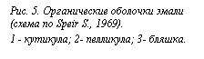 : . 5.    (  Speir S., 1969).
1 - ; 2- ; 3- .
