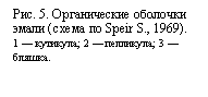 : . 5.    (  Speir S., 1969).
1  ; 2  ; 3  .
