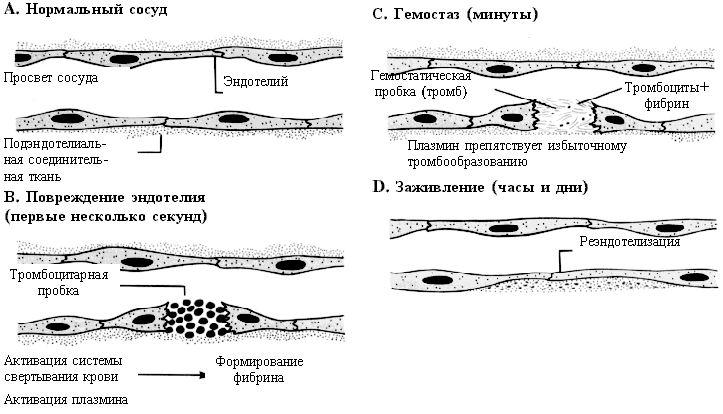 BsM1.gif (38431 bytes)